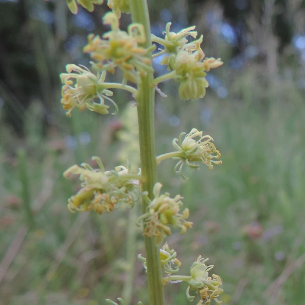 Reseda lutea